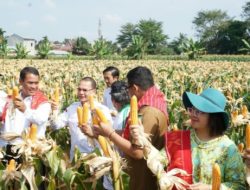 Panen Jagung Bersama Mentan RI, Badikenita Br Sitepu Berharap Bisa Hentikan Impor