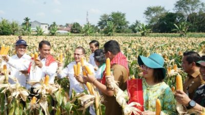 Badikenita Br Sitepu panen jagung.(Ist)