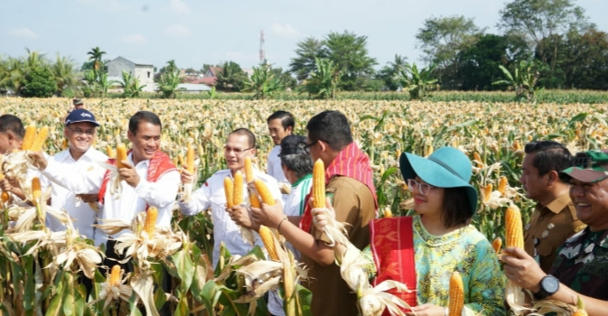 Badikenita Br Sitepu panen jagung.(Ist)