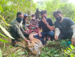 Harimau yang Serang Petani di Langkat Akhirnya Ditangkap
