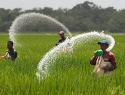 Turun ke Sawah, Polisi Temukan Indikasi Penyelewengan Pupuk Subsidi