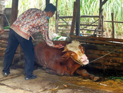 Kasus PMK pada Sapi Muncul di Boyolali, 41 Ekor Ternak Terjangkit