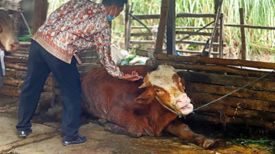 Petugas dinas peternakan mengobati sapi yang terjangkit Penyakit Mulut Kaki (PMK) di Mojokerto, Jawa Timur. (Jawa Pos)