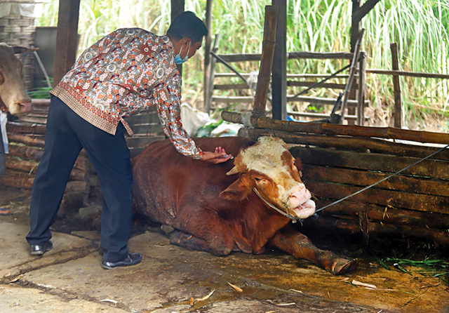 Petugas dinas peternakan mengobati sapi yang terjangkit Penyakit Mulut Kaki (PMK) di Mojokerto, Jawa Timur. (Jawa Pos)