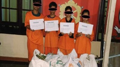 Empat dari lima pelaku maling cabai yang ditangkap petugas Sat Reskrim Polres Dairi.