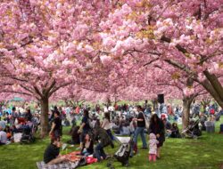 Viral Turis Diduga Asal Indonesia Rusak Pohon Sakura di Jepang, Tuai Kecaman