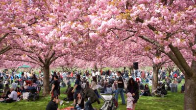 ILUSTRASI Sejumlah wisatawan saat bersantai di sebuah taman yang dipenuhi pohon sakura.(NET)