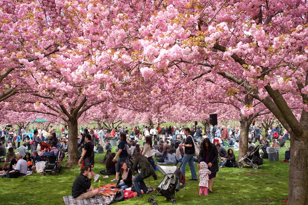 ILUSTRASI Sejumlah wisatawan saat bersantai di sebuah taman yang dipenuhi pohon sakura.(NET)