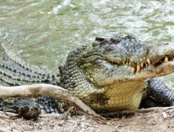 Warga Labuhan Resah, Buaya Muara Berkeliaran di Sekitar Tambak