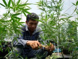 Thailand Bakal Cabut Aturan Legalisasi Ganja di Negaranya