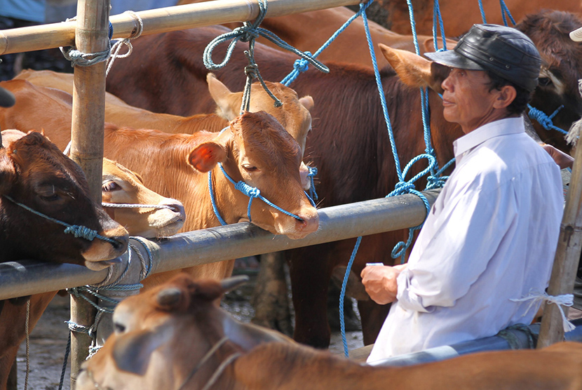 ILUSTRASI Peternakan sapi. Foto: Antara/Ari Bowo Sucipto/ss