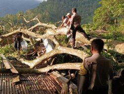 4 Rumah di Toba Rusak Tertimpa Pohon Tua