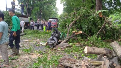 Seorang pengendara motor yang tengah melintas di Jalan Imam Bonjol, Kota Medan dilaporkan tewas tertimpa pohon, Jumat (31/5/2024) siang.(WhatsApp Jurnalis)