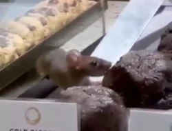 Tikus Makan Kue Kering Dough Lab, Perusahan Buang Semua Kemasan dan Alat Dapur