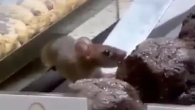 Kemunculan tikus makan kue di etalase toko Dough Lab sempat bikin heboh warganet.