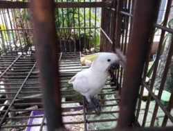 Polda Sumut Tangkap Pedagang Satwa Ilegal, Burung Kakatua Indonesia Dijual Hingga ke Thailand