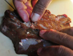 Waspadai Cacing Pita pada Daging Sapi, Simak Cara Memasaknya