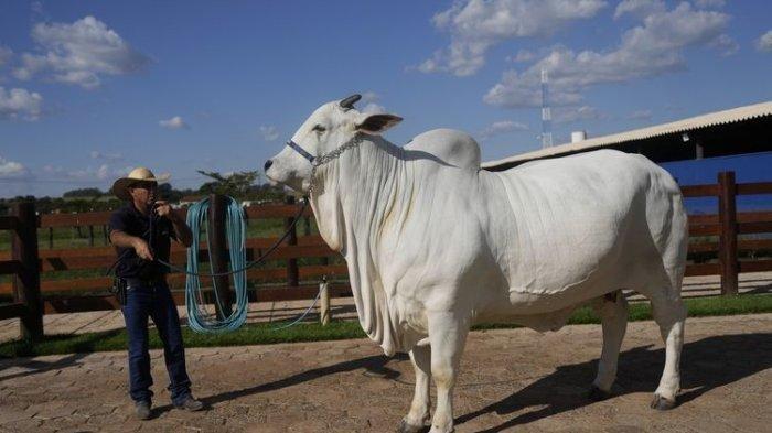 Seorang peternak memamerkan sapi Nelore yang dikenal dengan nama Viatina-19 di sebuah peternakan di Uberaba, negara bagian Minas Gerais, Brasil, Jumat, 26 April 2024. Viatina-19 adalah hasil upaya bertahun-tahun untuk beternak sapi yang lebih gemuk, dan merupakan yang paling banyak sapi termahal yang pernah dijual di lelang, menurut Guinness World Records.(Silvia Izquierdo/AP)