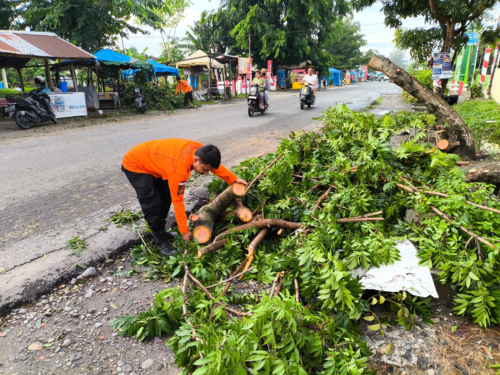 Petugas BPBD Deliserdang saat melakukan pembersihan pohon tumbang di wilayah Kabupaten Deliserdang