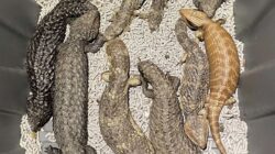 Penyelundup Satwa Liar Labeli 100 Ekor Reptil dengan Tulisan Kepiting