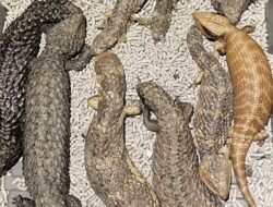 Penyelundup Satwa Liar Labeli 100 Ekor Reptil dengan Tulisan Kepiting