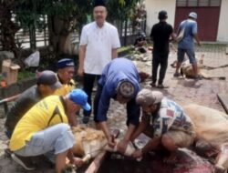 Idul Adha 1445 H, PWI Sumut Sembelih 5 Sapi dan 3 Kambing