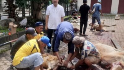 Ketua PWI Sumut, H Farianda Putra Sinik SE menyaksikan penyembelihan hewan kurban.(ist)