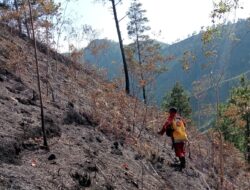 30 Hektare Lahan Hutan di Desa Tongging Ludes Dalam 3 Hari