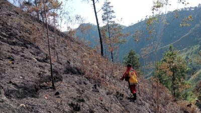 30 Hektare Lahan Hutan di Desa Tongging Ludes Dalam 3 Hari