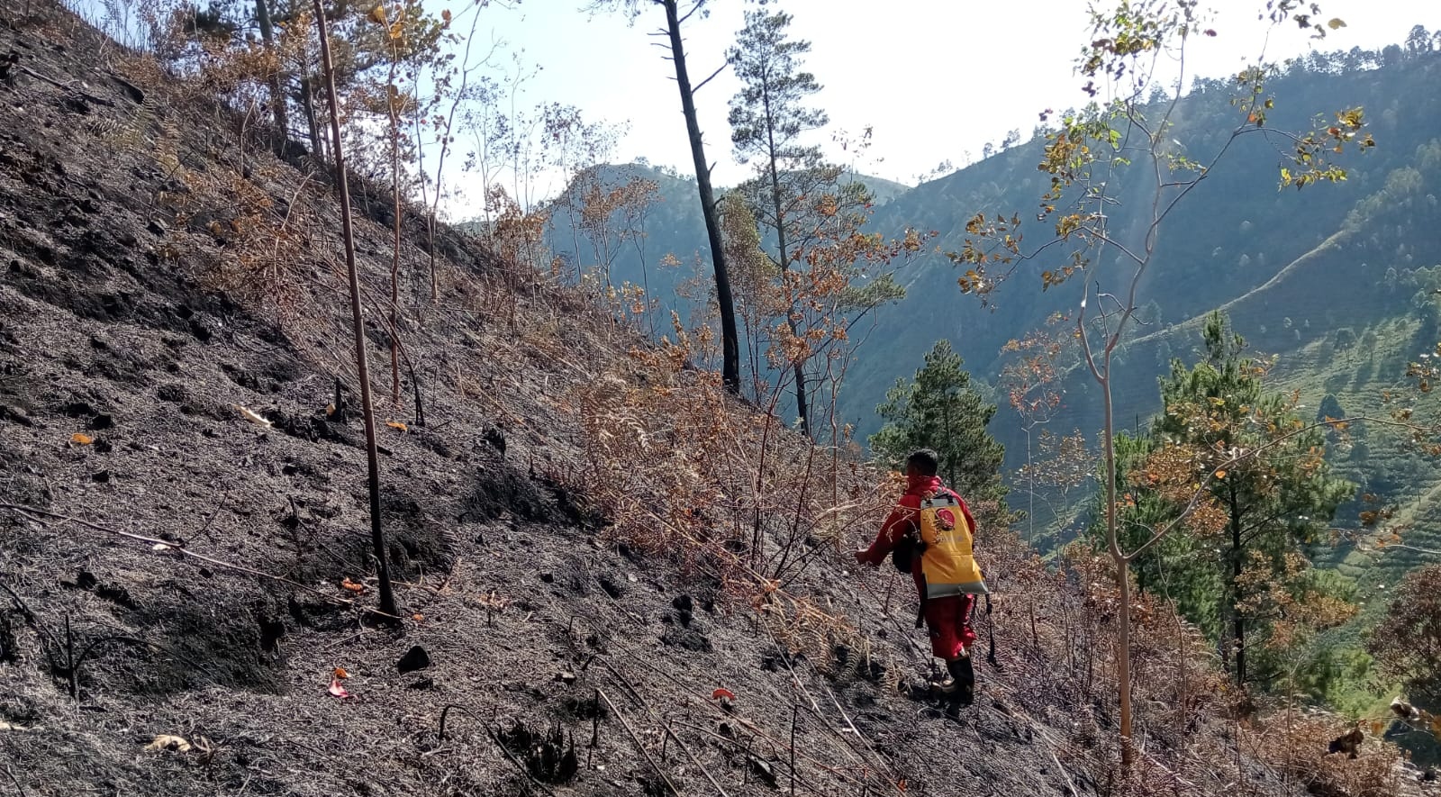 Kebakaran hutan dan lahan di Desa Tongging, Kecamatan Merek, Kabupaten Karo menghanguskan 30 hektare lahan sejak Jumat (26/7/2024) kemarin.