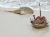 Pelaku Penyelundupan Kerap Selundupkan Belangkas Bersama Bahan Baku Makanan Laut