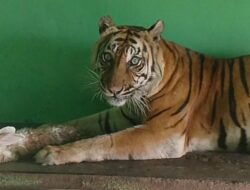 Harimau Sumatera Mati Lagi di Medan Zoo