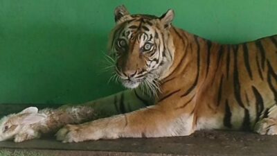 Si Manis, Harimau Sumatera yang menghuni Medan Zoo atau kebun binatang Medan mati, Jumat (20/9/2024) kemarin.