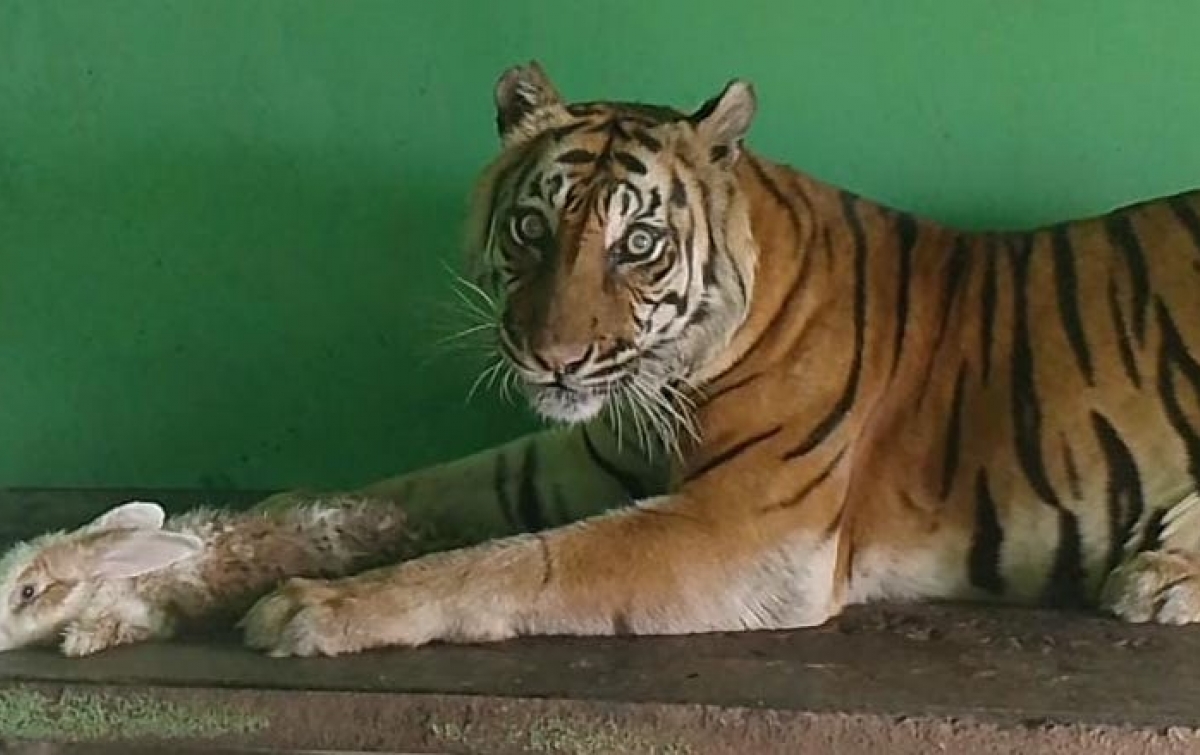 Si Manis, Harimau Sumatera yang menghuni Medan Zoo atau kebun binatang Medan mati, Jumat (20/9/2024) kemarin.