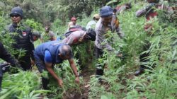 Petugas Polda Jawa Timur menemukan ladang ganja wilayah Taman Nasional Bromo Tengger Semeru (TNBTS), Desa Argosari, Kecamatan Senduro, Kabupaten Lumajang, Jawa Timur.