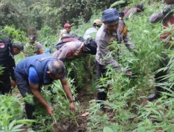 Tanaman Ganja Tumbuh Subur di Taman Nasional Bromo Tengger Semeru