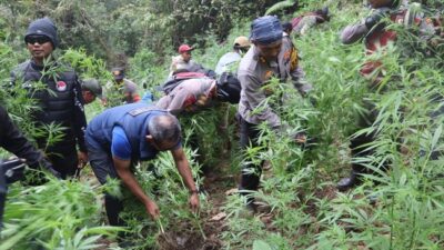 Tanaman Ganja Tumbuh Subur di Taman Nasional Bromo Tengger Semeru