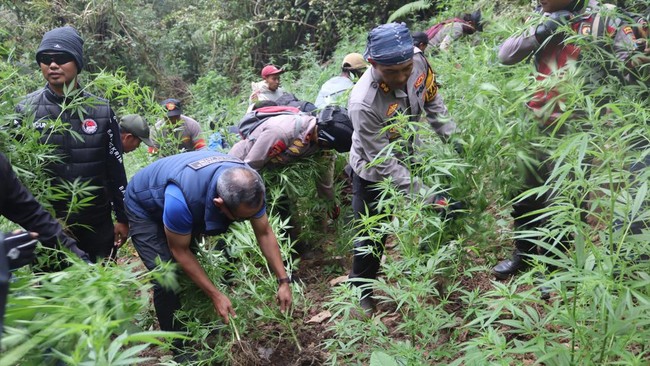 Petugas Polda Jawa Timur menemukan ladang ganja wilayah Taman Nasional Bromo Tengger Semeru (TNBTS), Desa Argosari, Kecamatan Senduro, Kabupaten Lumajang, Jawa Timur.