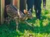 15 Ekor Rusa Totol dari Istana Kepresidenan Dilepas di Taman Cadika