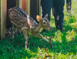 15 Ekor Rusa Totol dari Istana Kepresidenan Dilepas di Taman Cadika