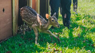 Rusa Totol dilepas di Taman Cadika.(ist)