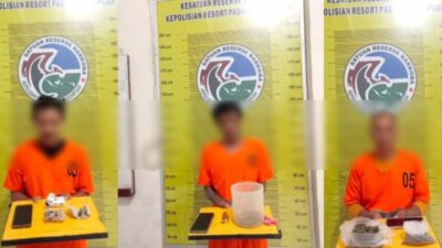 Polres Padangsidimpuan ringkus tiga tersangka pengedar ganja.