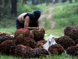 Ninja Sawit Bacok Satpam PT Lonsum, Jari Korban Nyaris Putus