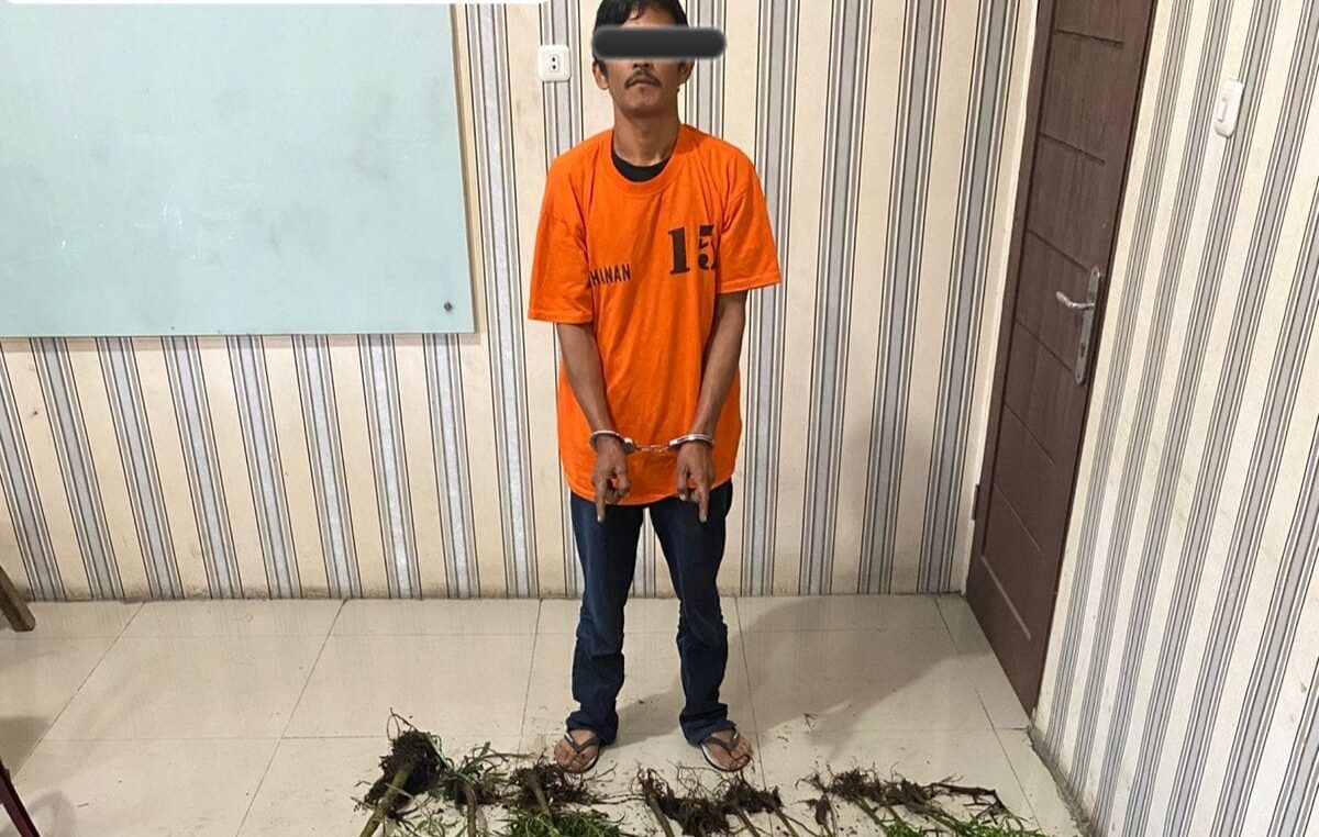 HG, petani di Kabupaten Karo yang nekat menanam ganja saat diamankan Polres Karo.