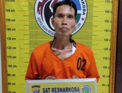 Hendak Panen Ganja, Pria di Sidempuan Dijemput Polisi