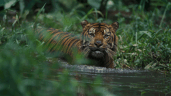 Harimau Sumatera Kembali Mangsa Ternak Warga di Desa Mekar Makmur Langkat