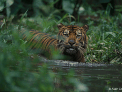 Harimau Sumatera Kembali Mangsa Ternak Warga di Desa Mekar Makmur Langkat