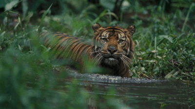ILUSTRASI- Harimau Sumatera