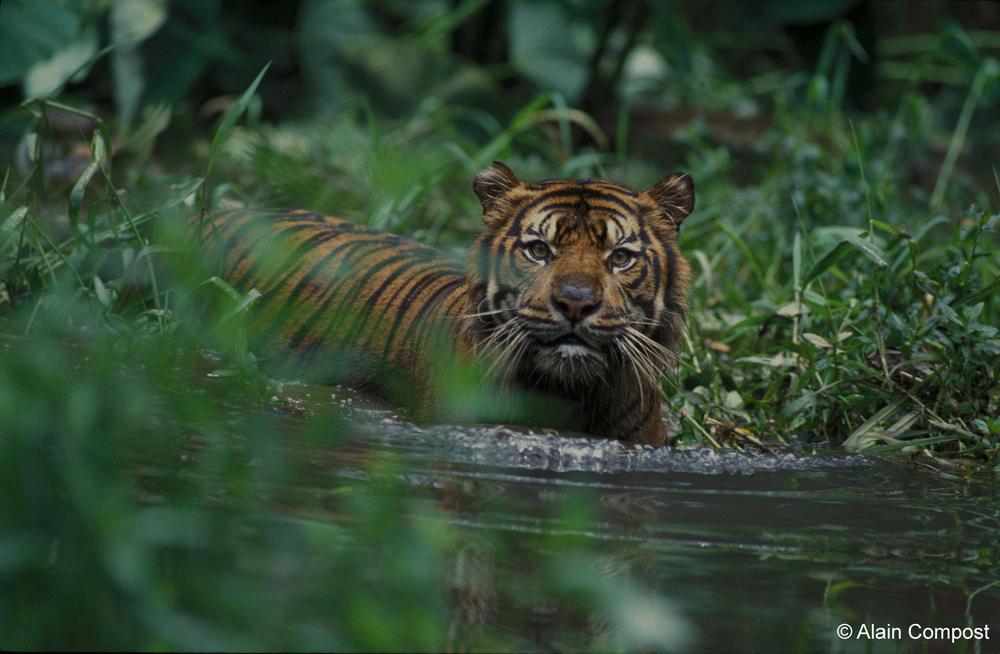 ILUSTRASI- Harimau Sumatera