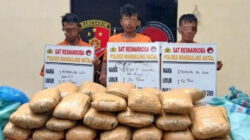 Tiga kurir ganja kering yang ditangkap petugas Sat Res Narkoba Polres Mandailing Natal saat akan menjemput ganja.